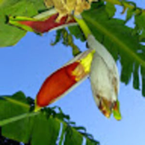 Meet your Posher, Sobrina